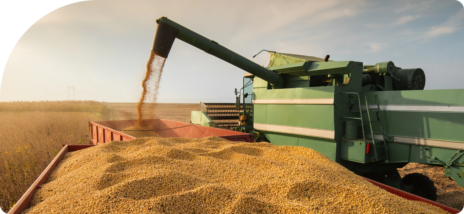 Fotografia de uma colheitadeira colhendo grãos de soja ao por do sol.